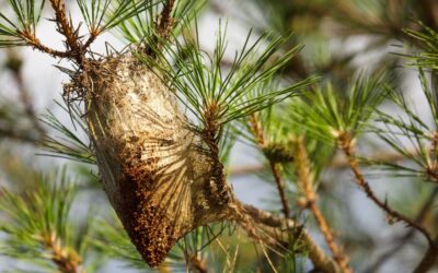 Aumentan las “bolsas” de procesionaria en los pinares de Alicante: señales a las que debes estar atento