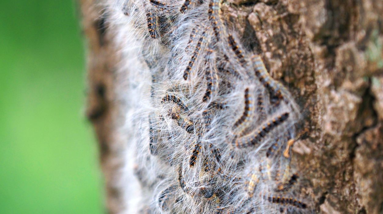Tratamiento biológico vs fumigación